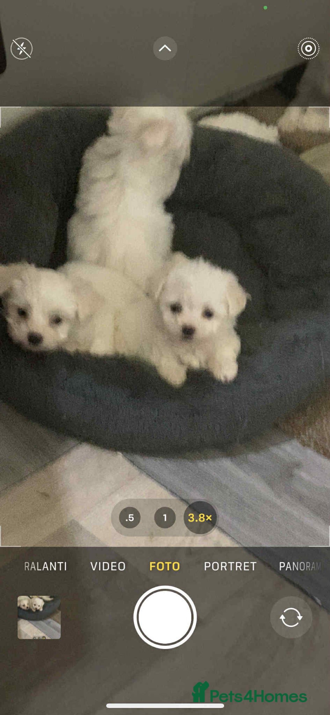 Bichon Frise dogs for sale: bichon malteze - Image 3