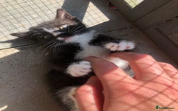 Domestic Shorthair cats for sale:  classic black and white kittens - Image 4