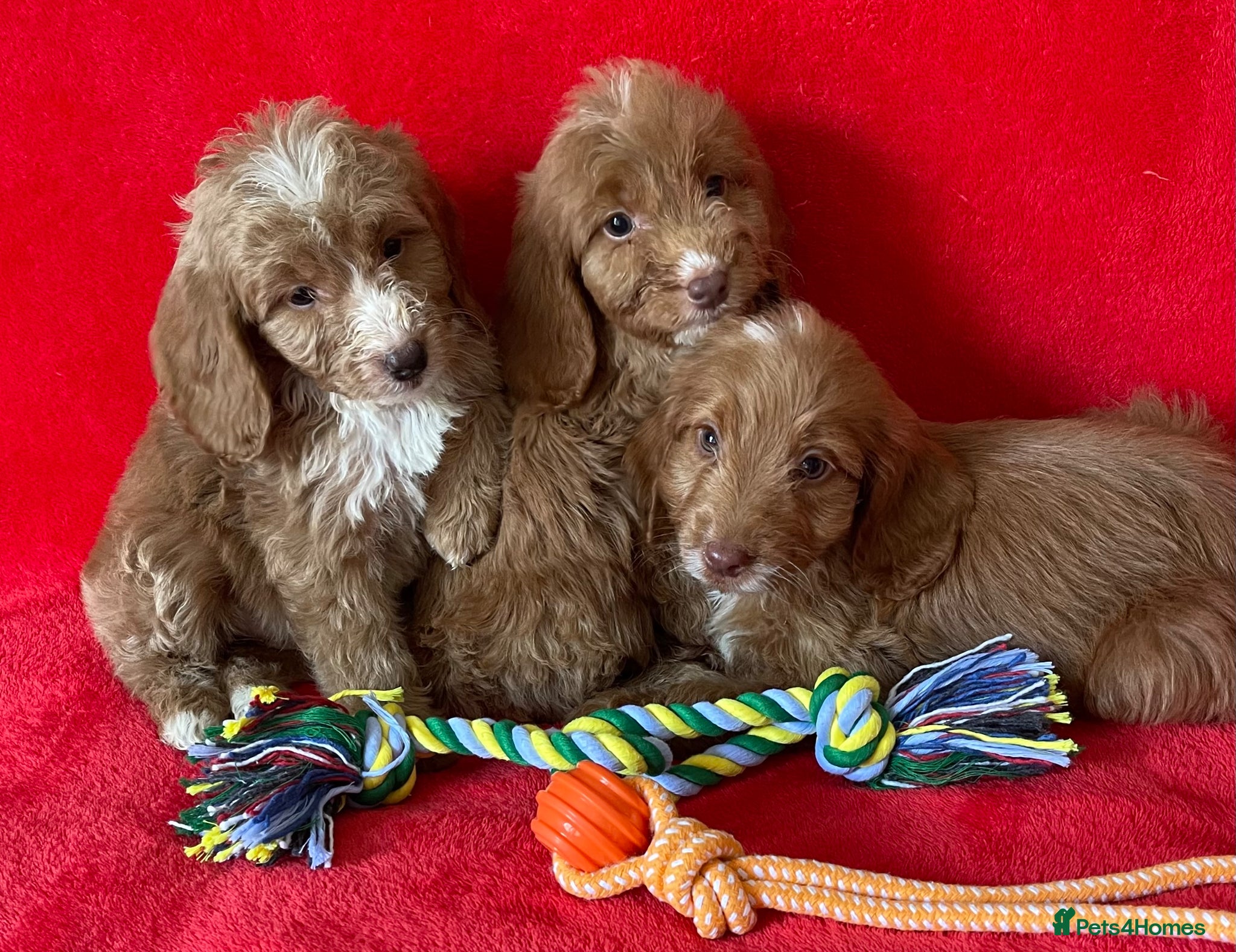Cockapoo dogs Beautiful F1 cockerpoo pups NOW READY - Advert 1