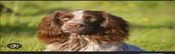 Cocker Spaniel dogs for sale: KC Registered Working Cocker Spaniel Puppies  - Advert 12