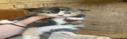 Mixed Breed cats for sale: 10 friendly kittens - Advert 5