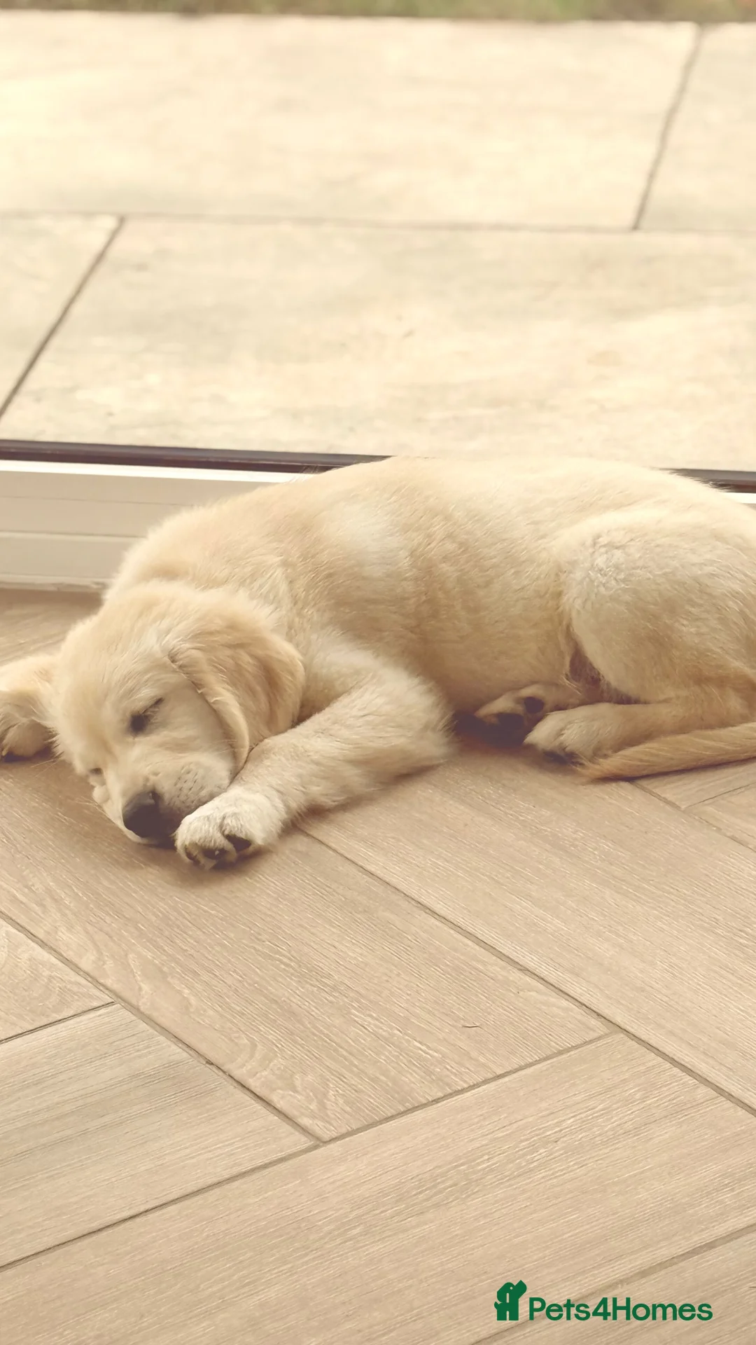 Golden Retriever dogs for sale: 13 week old golden retriever male  in Peacehaven - Advert 3