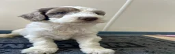 Sproodle dogs for sale: Miniature springerdoodle - Advert 10