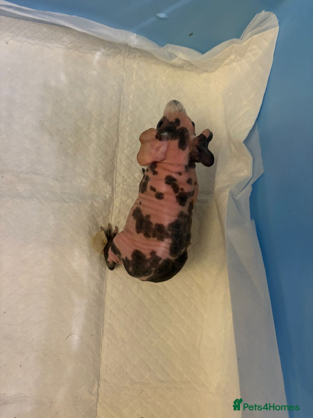Guinea Pig rodents for sale: Skinny Pigs and Skinny Carriers - Image 7