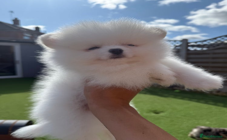 Pomeranian dogs - Advert 1