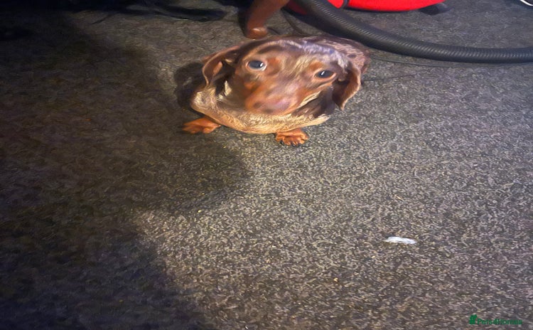 Dachshund dogs - Advert 16