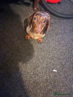 Dachshund dogs - Advert 5