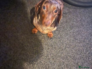 Dachshund dogs - Advert 1