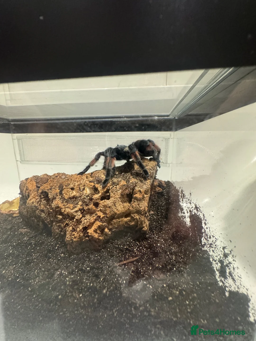 Tarantulas invertebrates for sale: 8 year old Female Mexican Red Knee Tarantula in Chesham - Advert 4