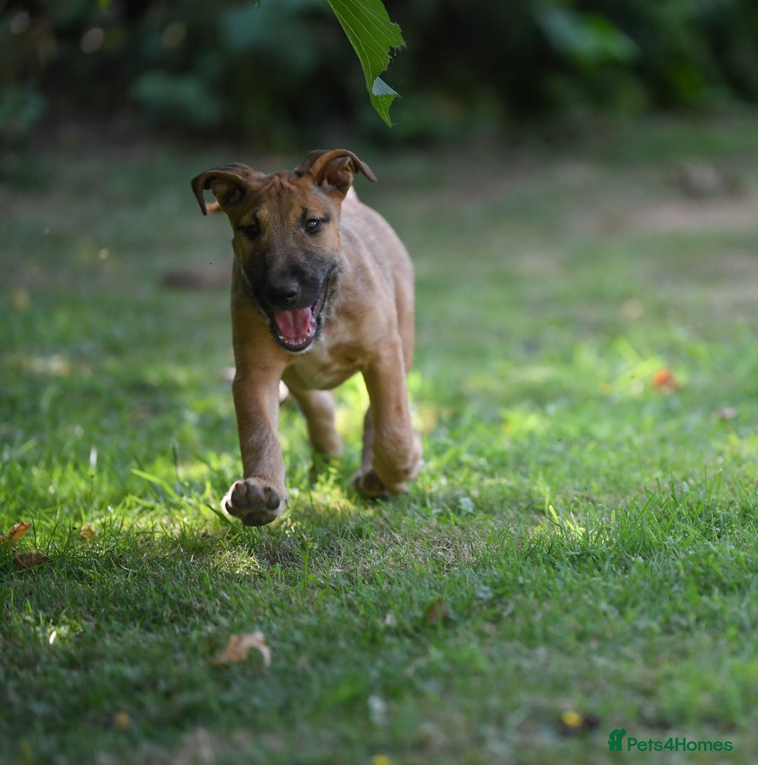 Mixed Breed dogs for sale: Wheatenbull Puppies English Bullterrier x Wheaten  in Egham - Image 25