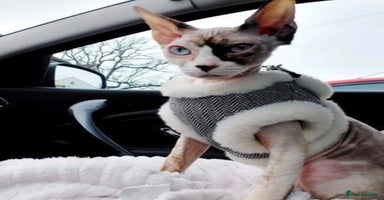 Sphynx cats - Advert 12