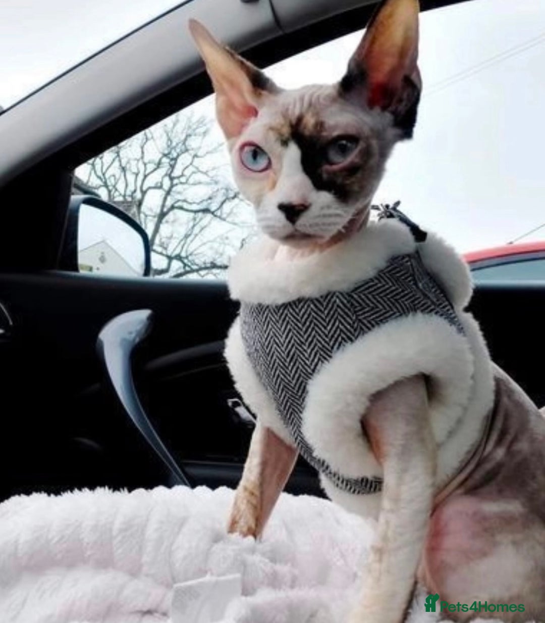 Sphynx cats for sale: Sphynx Cat - Image 3