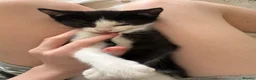 British Shorthair cats for sale: READY TO GO! 1 FEMALE black and white kitten! - Advert 5