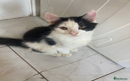 Domestic Shorthair cats for sale: 3 kittens for sale  - Image 6