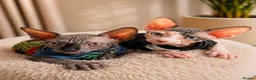 Sphynx cats for sale: Amazing DBE Sphynx kitten GCCF & TICA   - Advert 21