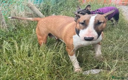 English Bull Terrier dogs for sale: English bull terrier  - Image 17