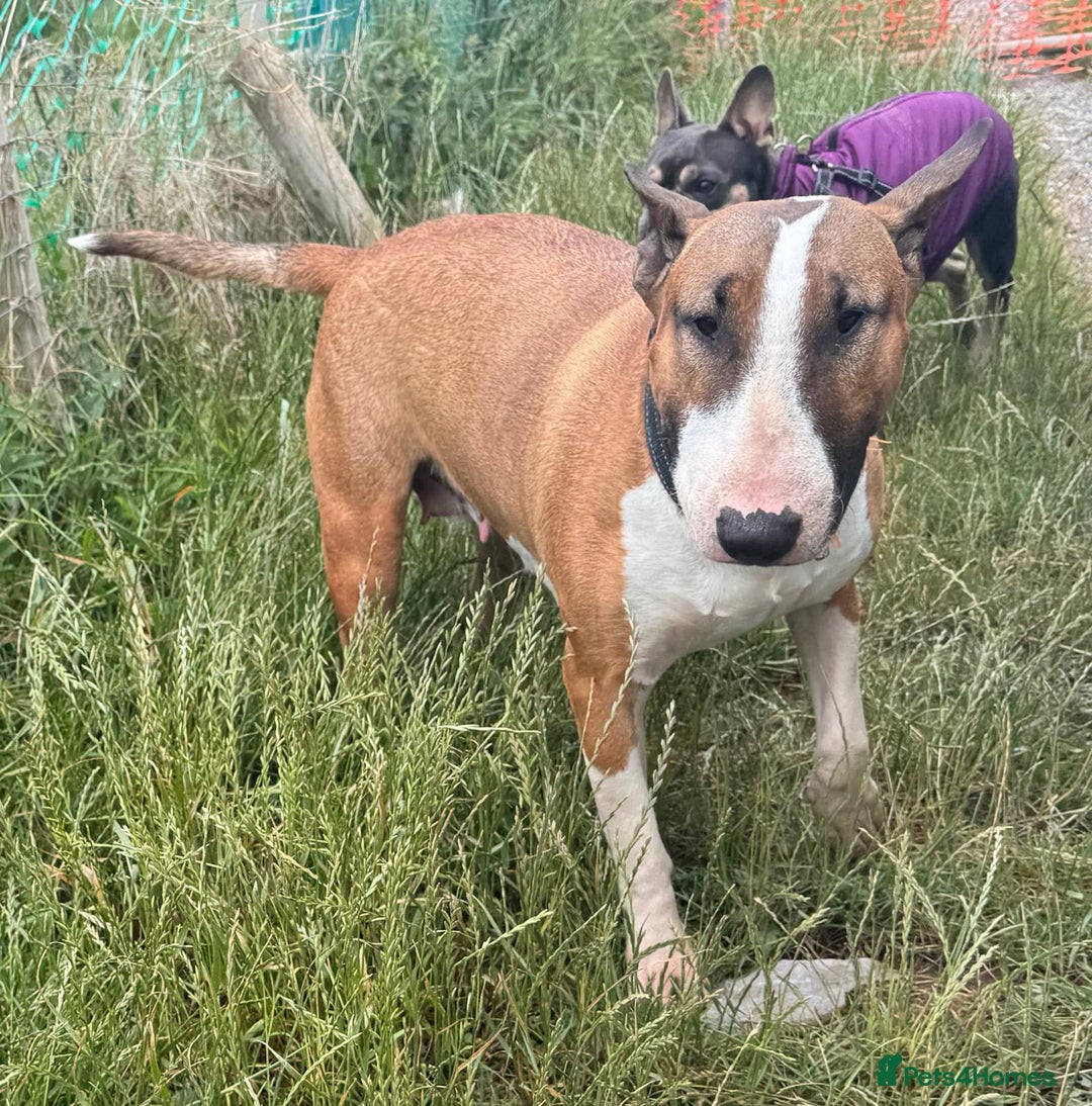 English Bull Terrier dogs for sale: English bull terrier  - Image 17
