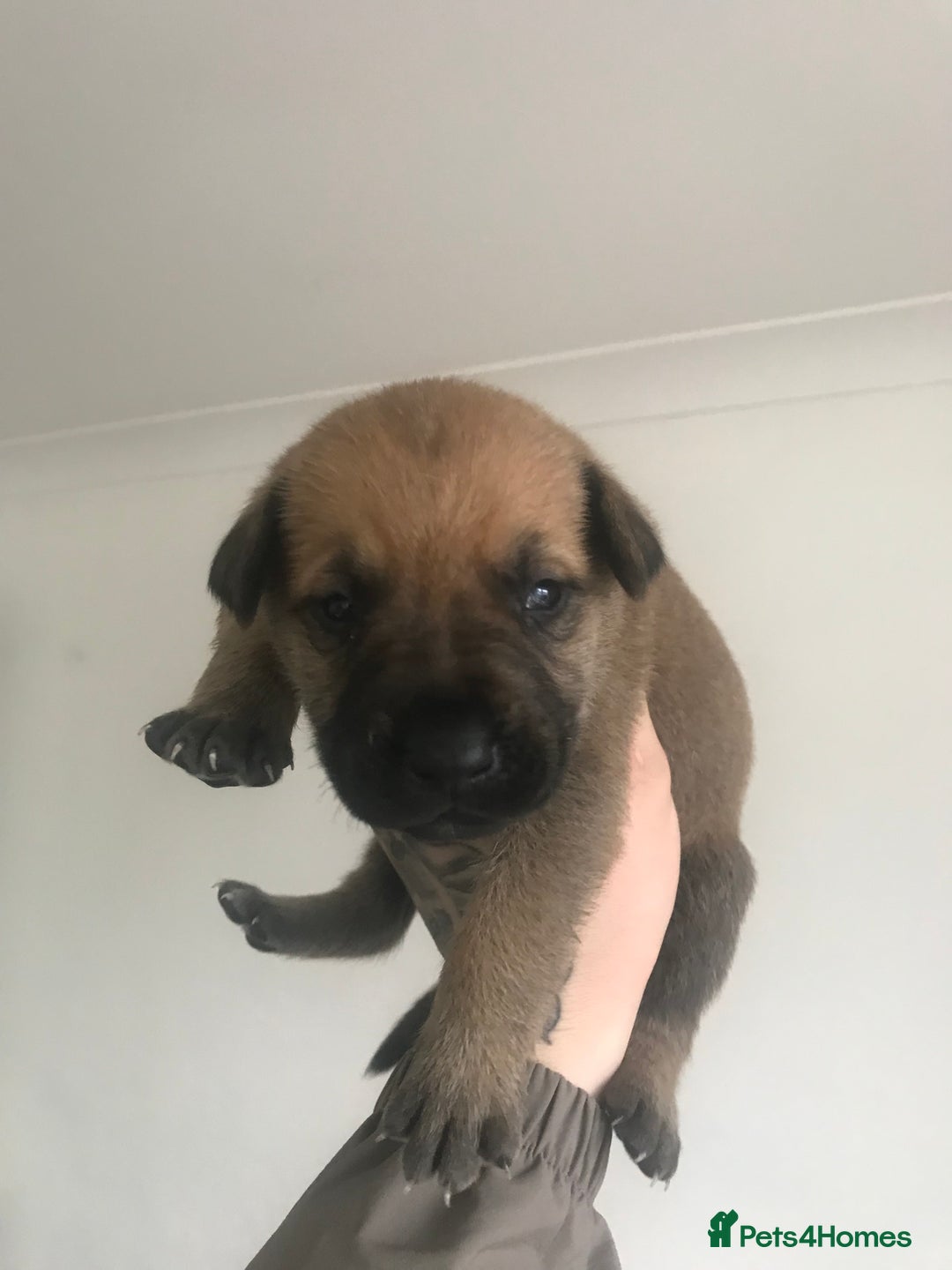 Mixed Breed dogs for sale: Presa shepherds  - Advert 8