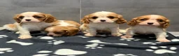 Cavalier King Charles Spaniel dogs for sale: 🐶King Charles cavalier puppy’s ⭐️⭐️⭐️⭐️⭐️ - Advert 6