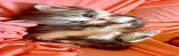 Mixed Breed cats for sale: 3 x male kittens  - Advert 5