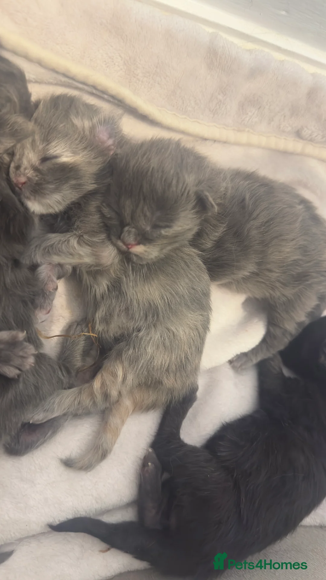 Maine Coon cats for sale: Stunning TICA Registered Maine Coon Kittens - Advert 25