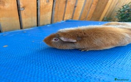 Guinea Pig rodents for sale: 2 boys pared for free - Image 4