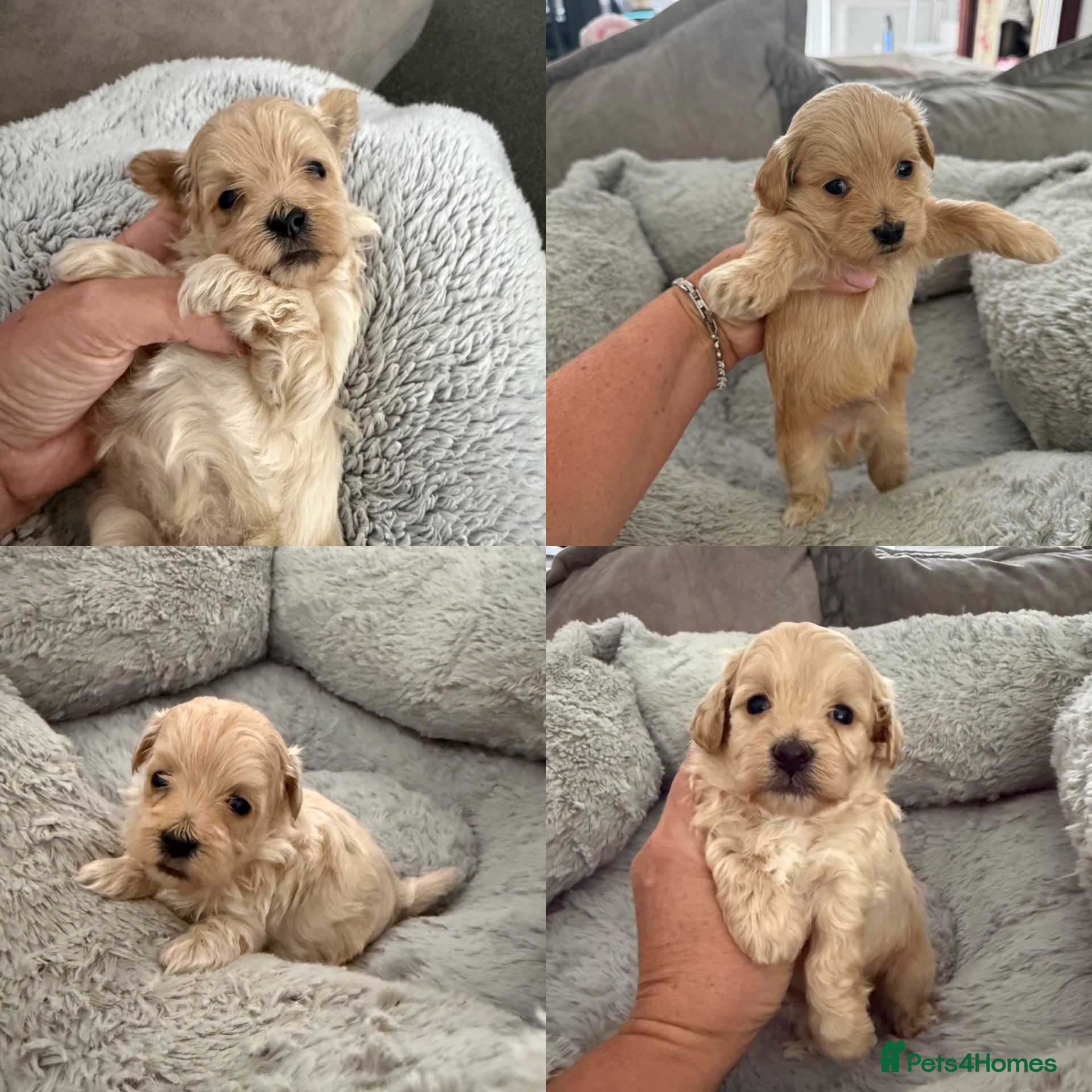Maltipoo dogs F1 Maltipoo Puppies - Advert 1