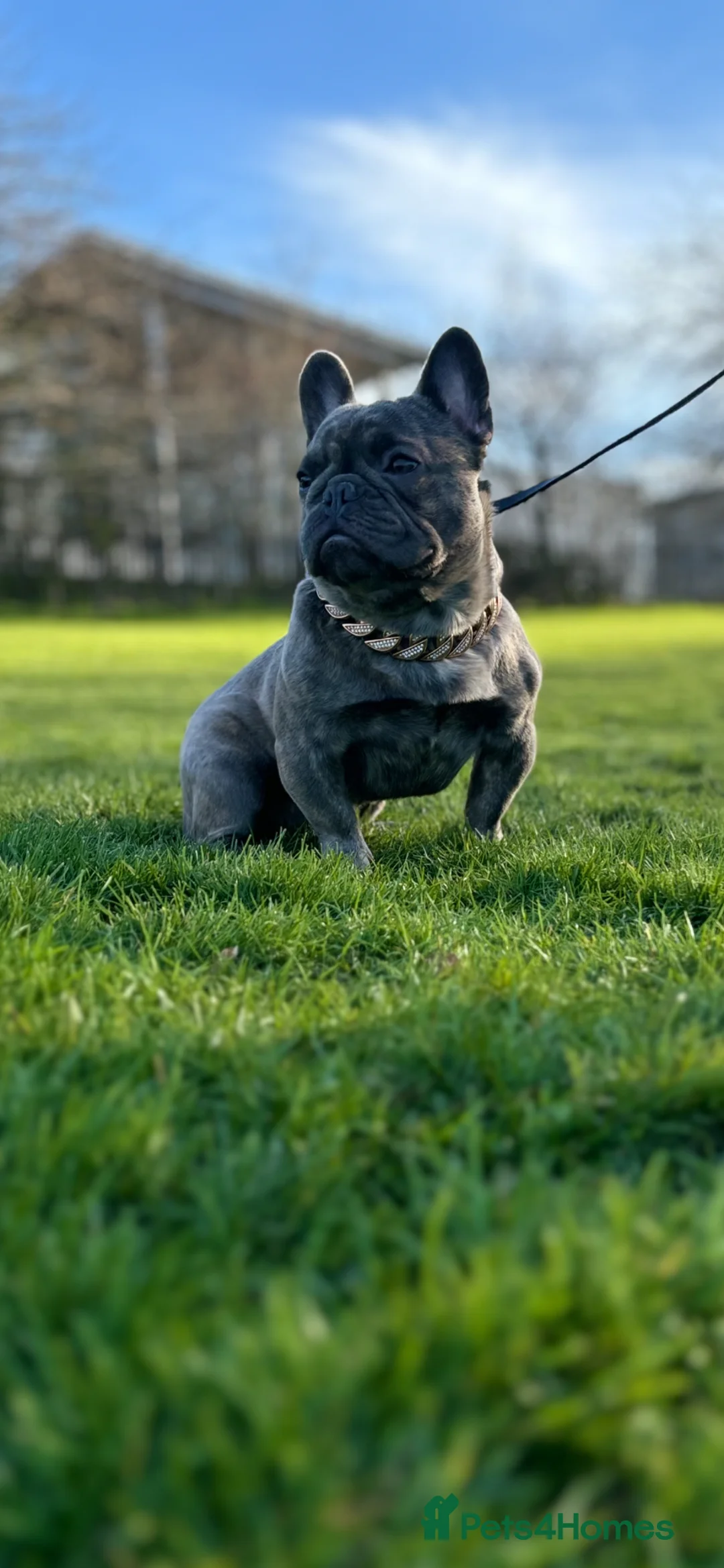 French Bulldog dogs for stud: French Bulldog Stud RFG grade 1 & 7 panel health  in Dunfermline - Advert 2