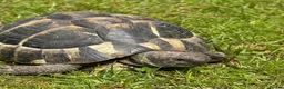 Tortoise reptiles for sale: Two hermans - Advert 8