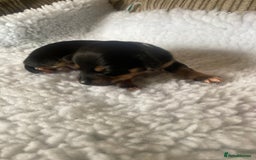 Mixed Breed dogs for sale: Tiny chiweenie puppy’s  - Image 9
