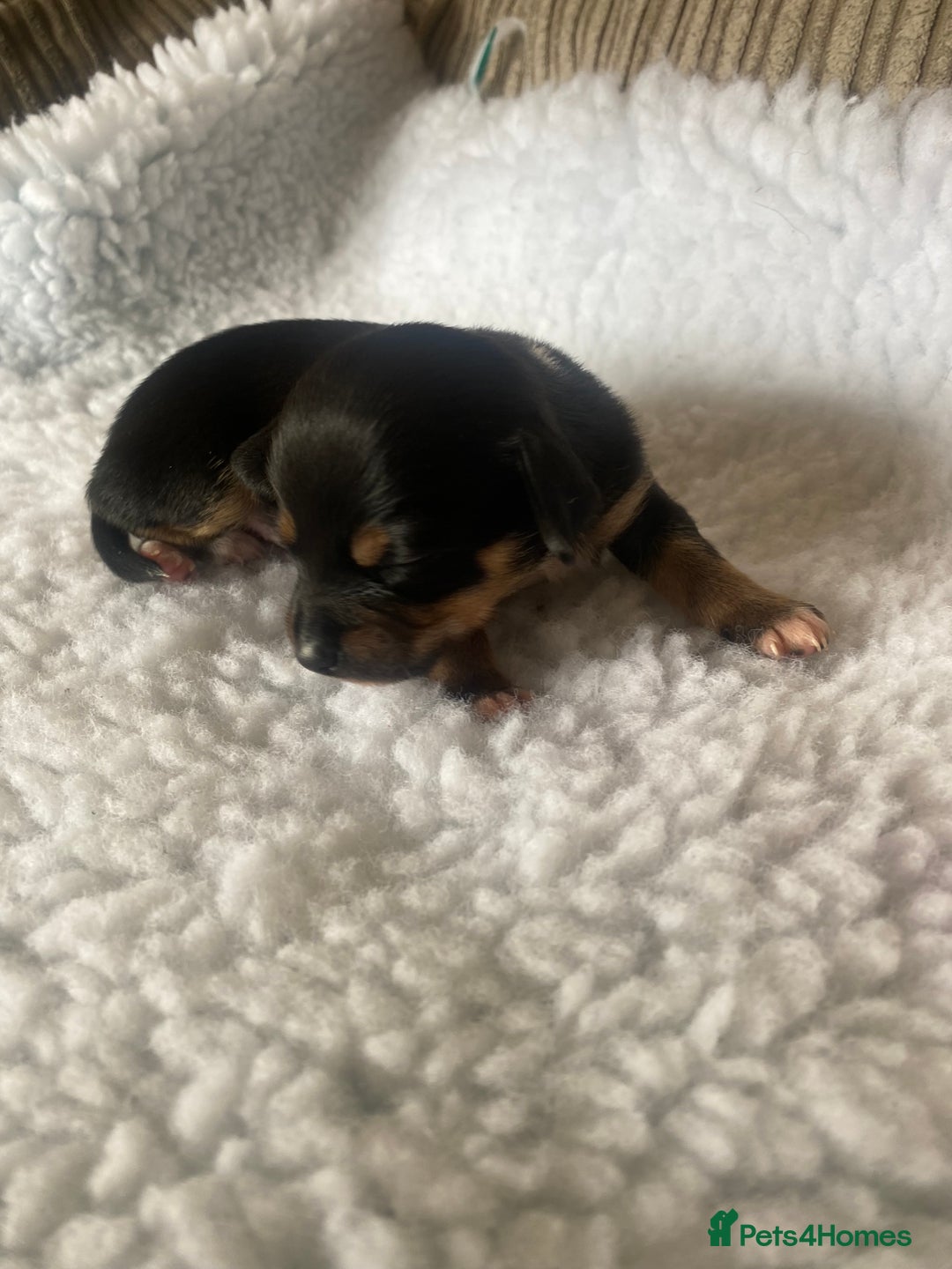 Mixed Breed dogs for sale: Tiny chiweenie puppy’s  - Image 9