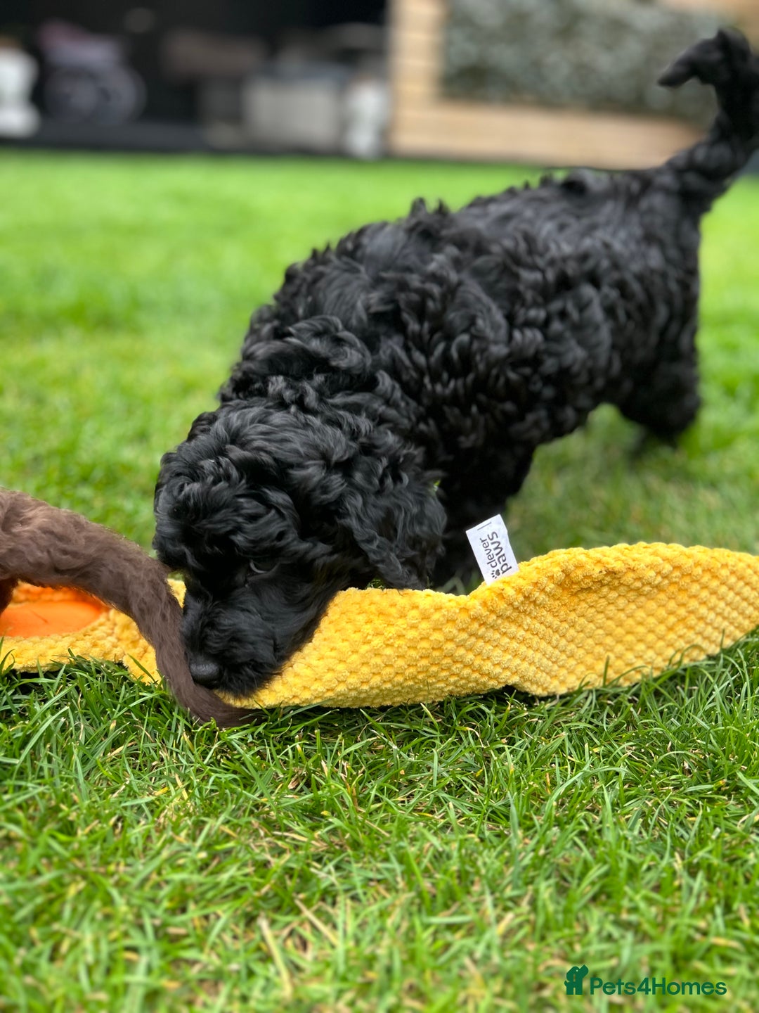 Mixed Breed dogs for sale: Beautiful standard size labradoodle x bernedoodle - Image 3