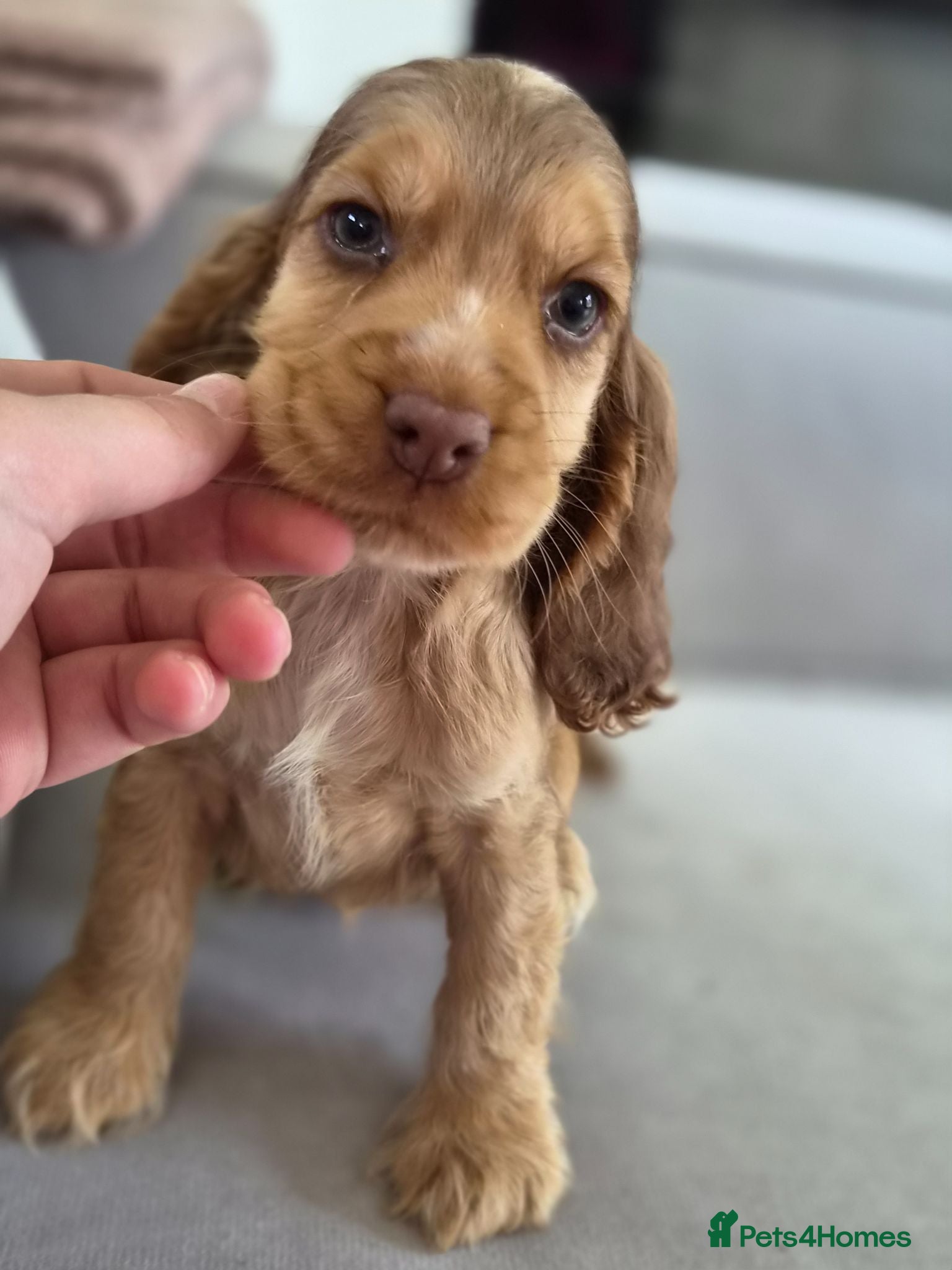 Cocker Spaniel dogs !!KC Registered Beautiful show Cocker Spaniels!!!  - Advert 11