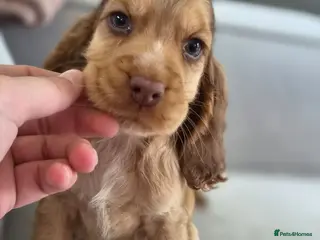 Cocker Spaniel dogs !!KC Registered Beautiful show Cocker Spaniels!!! - Advert 11