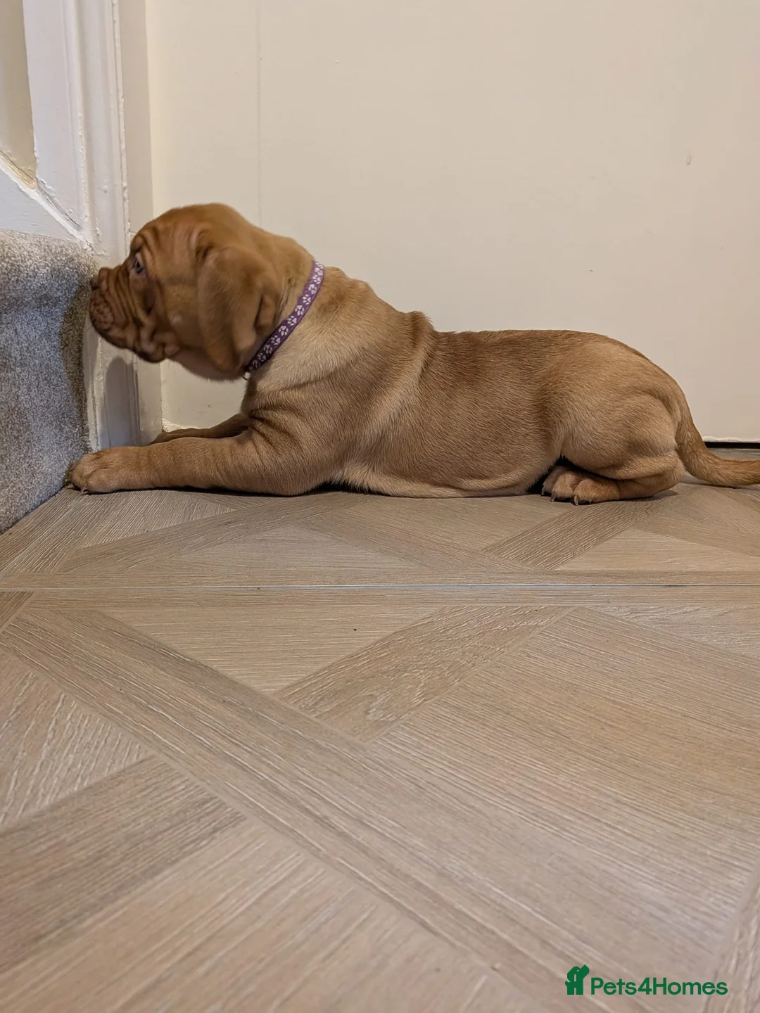 Dogue De Bordeaux dogs for sale: Pedigree chunky pups ready on Tuesday  - Advert 26