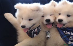 Samoyed dogs for sale: Samoyed puppies looking for the new loving  home - Image 3