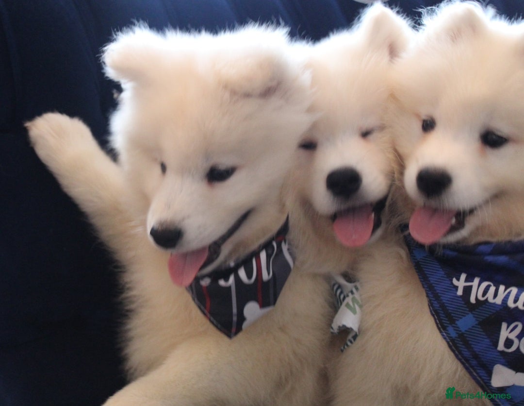 Samoyed dogs for sale: Samoyed puppies looking for the new loving  home - Image 3
