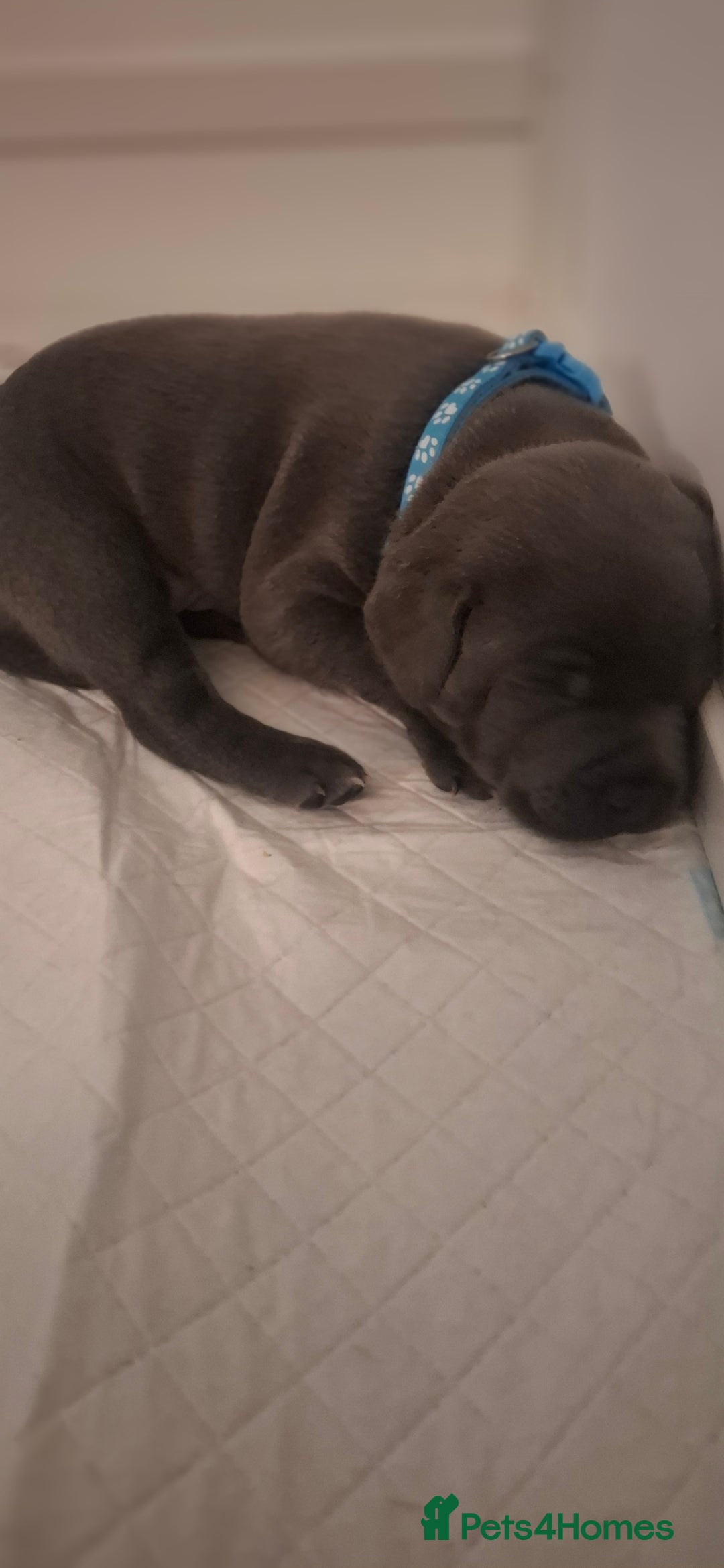 Staffordshire Bull Terrier dogs for sale: Blue Staffordshire bull terrier puppies  - Image 4