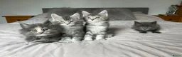 Maine Coon cats for sale: GCCF Blue and Silver Registered Maine Coon Kittens - Advert 7