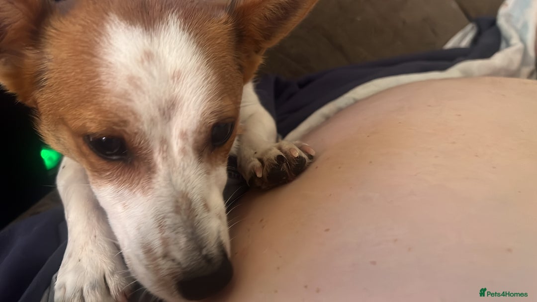 Jack Russell dogs for sale: Toby  - Image 5