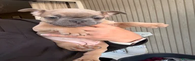 French Bulldog 4