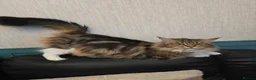 Maine Coon cats for sale: Retired queen black (golden) brown tabby bicolor - Advert 17