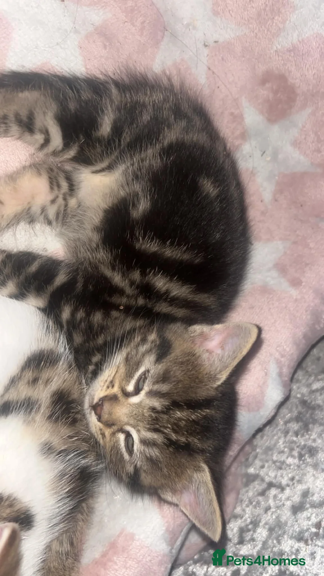Mixed Breed cats for sale: Kittens - Advert 8