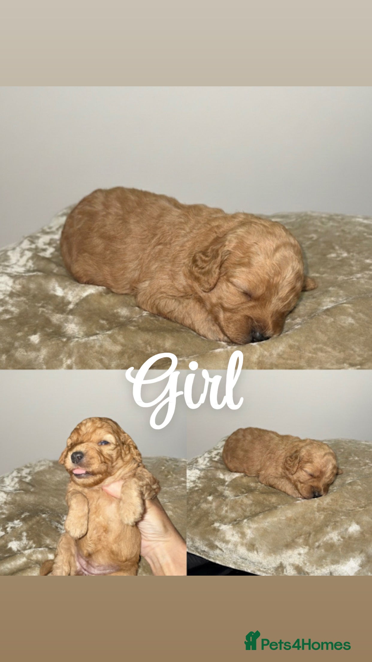 Cockapoo dogs Cokapoo Puppies  - Advert 7