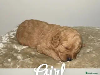 Cockapoo dogs Cokapoo Puppies - Advert 7