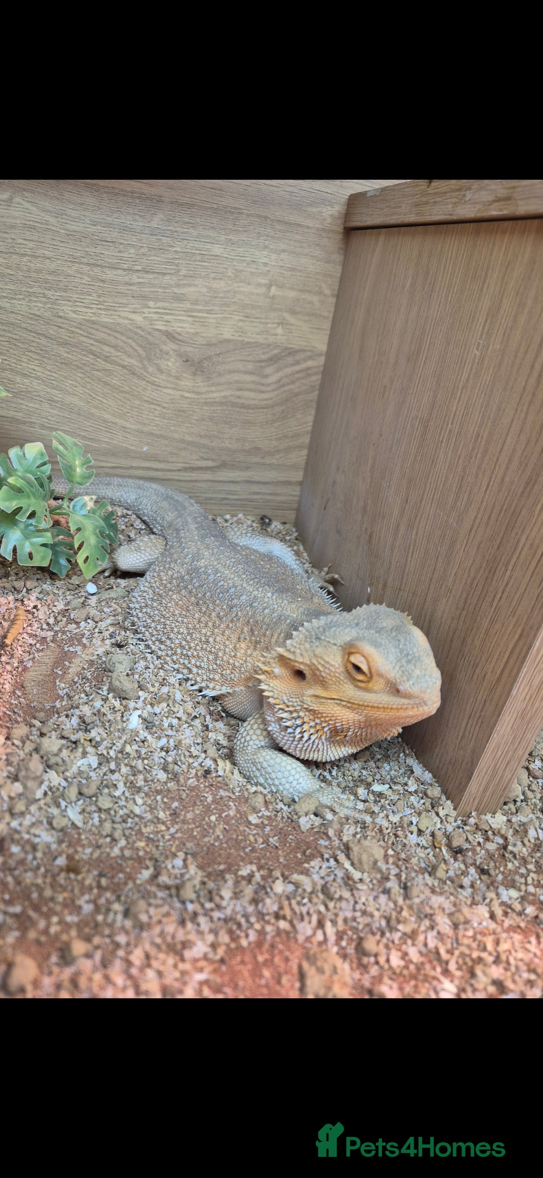 Bearded Dragon reptiles Bearded dragon  - Advert 2