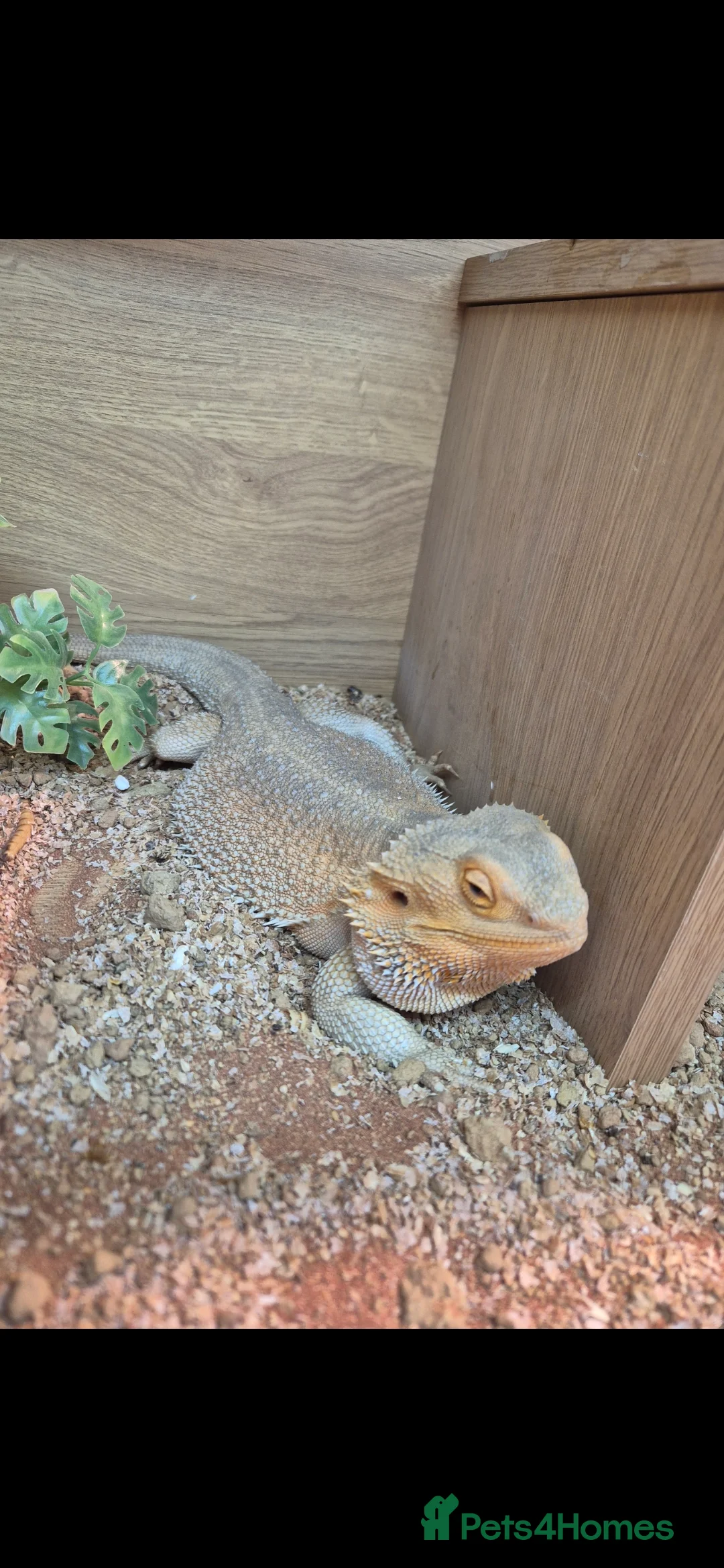 Bearded Dragon reptiles for sale: Bearded dragon  - Advert 1