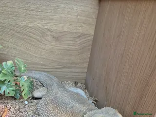 Bearded Dragon reptiles Bearded dragon - Advert 2