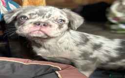 French Bulldog dogs for sale: x2 boys🔥🐾Ready Now🔥🐾Fluffy French bulldogs🔥🐾 in Rotherham - Image 30