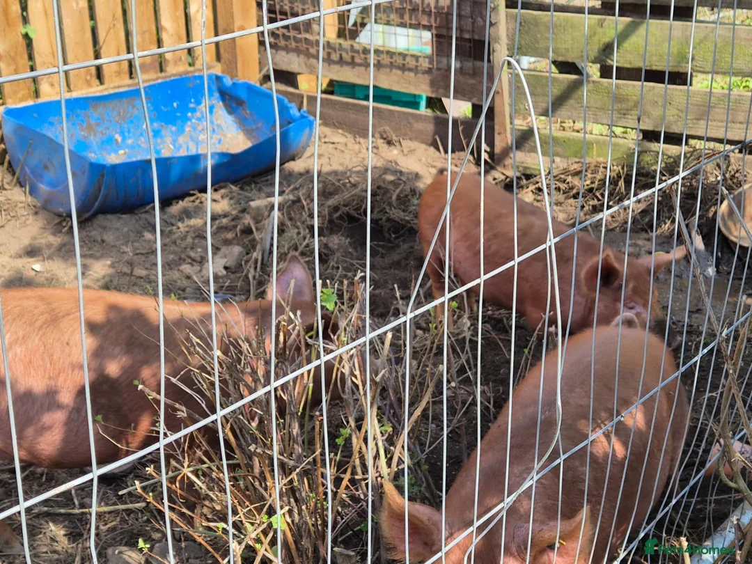 Pig livestock for sale: Tamworth outdoor  in Glasgow - Advert 3